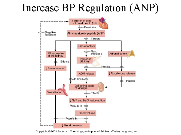 Increase BP Regulation (ANP) 