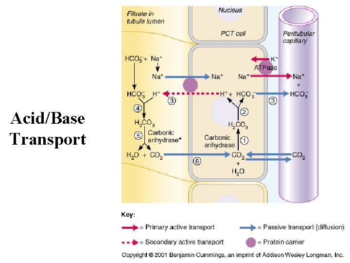 Acid/Base Transport 