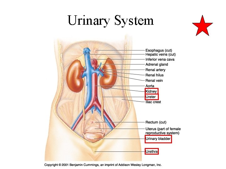 Urinary System 