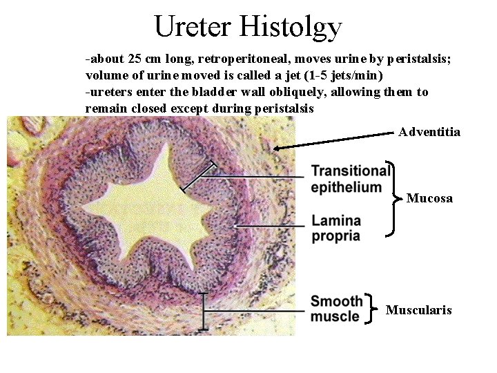 Ureter Histolgy -about 25 cm long, retroperitoneal, moves urine by peristalsis; volume of urine