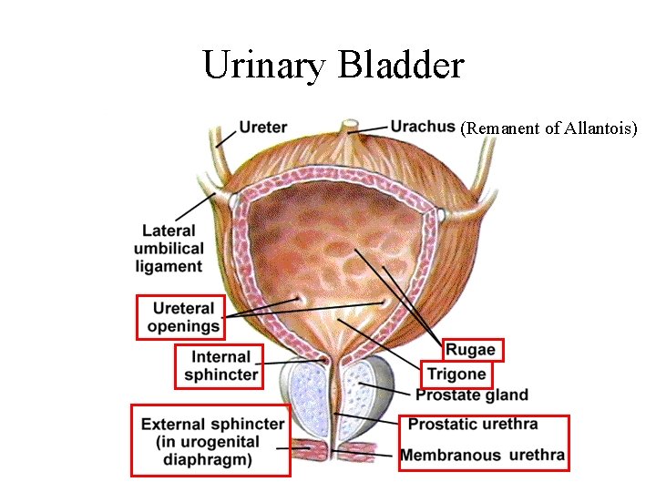 Urinary Bladder (Remanent of Allantois) 