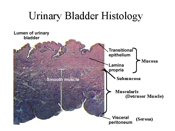 Urinary Bladder Histology Mucosa Submucosa Muscularis (Detrusor Muscle) (Serosa) 