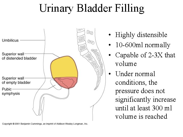 Urinary Bladder Filling • Highly distensible • 10 -600 ml normally • Capable of