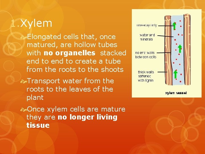 1. Xylem Elongated cells that, once matured, are hollow tubes with no organelles stacked