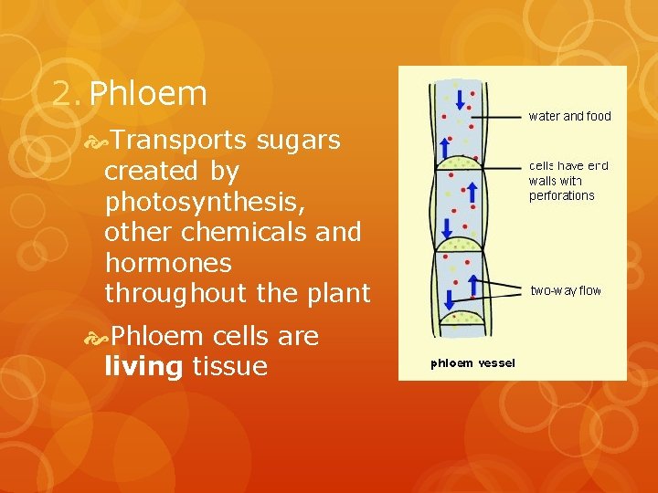 2. Phloem Transports sugars created by photosynthesis, other chemicals and hormones throughout the plant