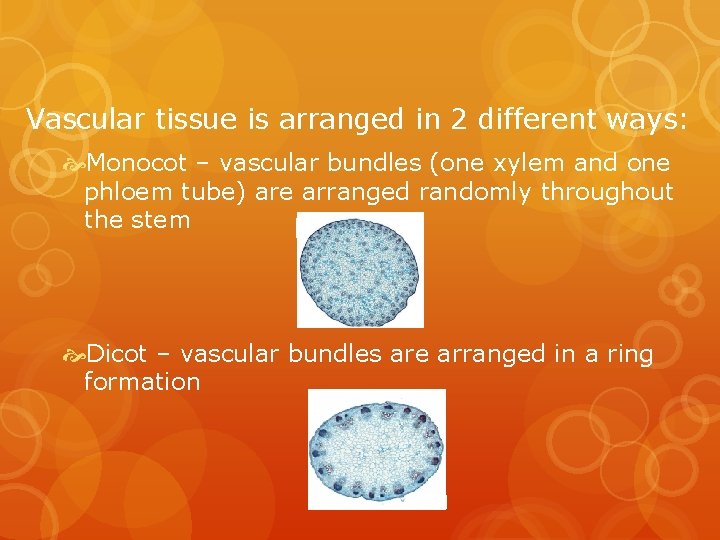 Vascular tissue is arranged in 2 different ways: Monocot – vascular bundles (one xylem