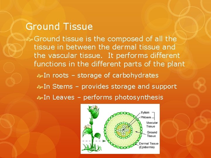 Ground Tissue Ground tissue is the composed of all the tissue in between the