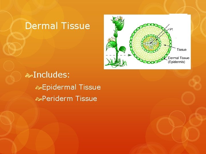 Dermal Tissue Includes: Epidermal Tissue Periderm Tissue 