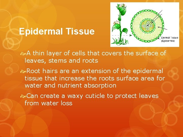 Epidermal Tissue A thin layer of cells that covers the surface of leaves, stems