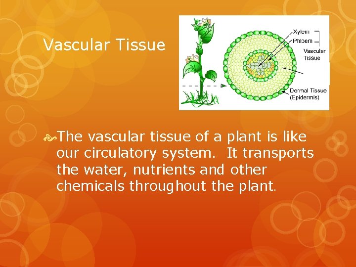 Vascular Tissue The vascular tissue of a plant is like our circulatory system. It