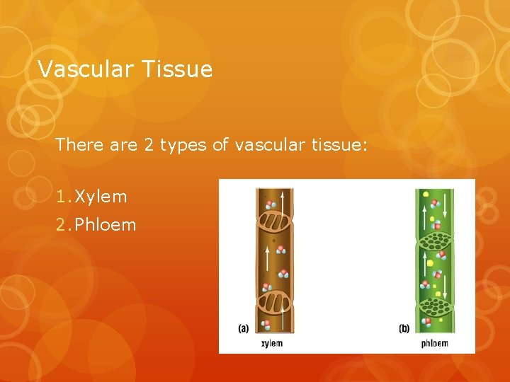 Vascular Tissue There are 2 types of vascular tissue: 1. Xylem 2. Phloem 