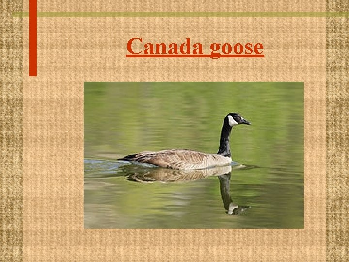 Canada goose 