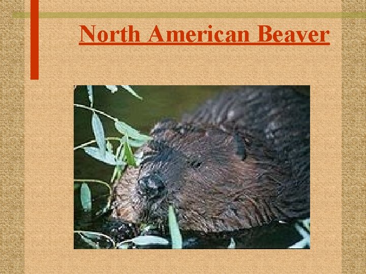 North American Beaver 