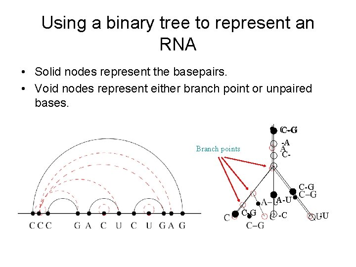 Using a binary tree to represent an RNA • Solid nodes represent the basepairs.