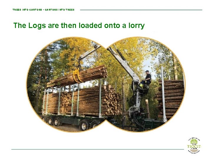 TREES INTO CARTONS • CARTONS INTO TREES The Logs are then loaded onto a