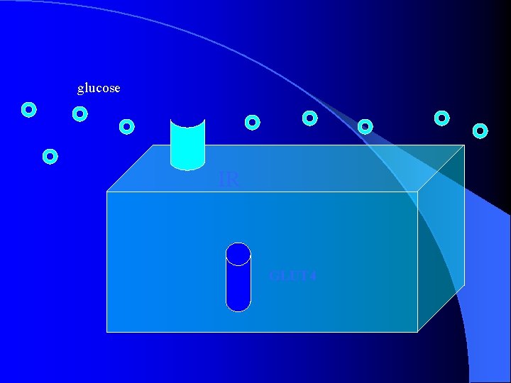 glucose IR GLUT 4 glucose IR GLUT 4