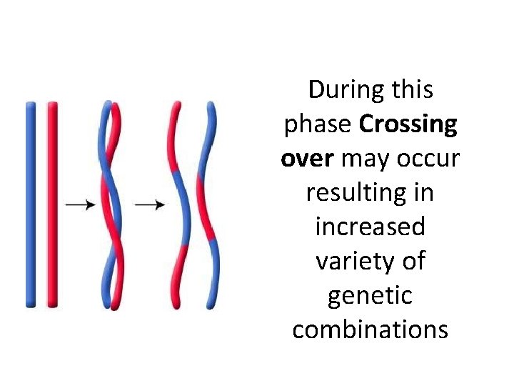 During this phase Crossing over may occur resulting in increased variety of genetic combinations