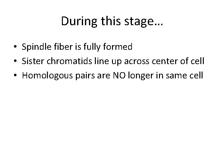 During this stage… • Spindle fiber is fully formed • Sister chromatids line up