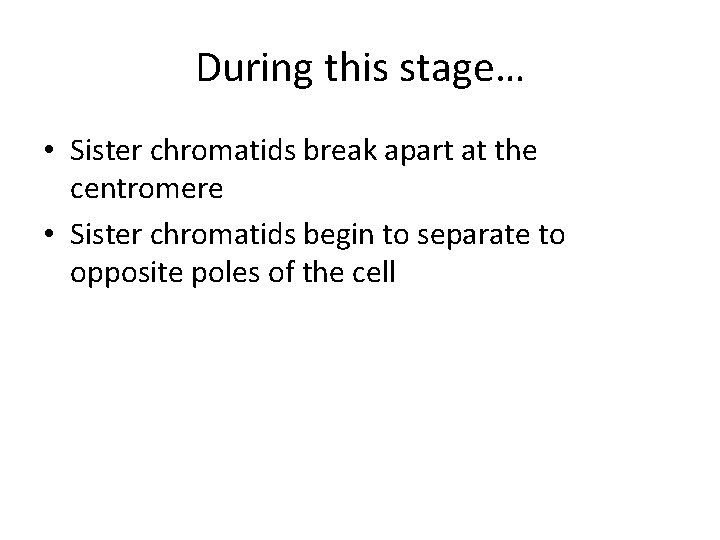 During this stage… • Sister chromatids break apart at the centromere • Sister chromatids