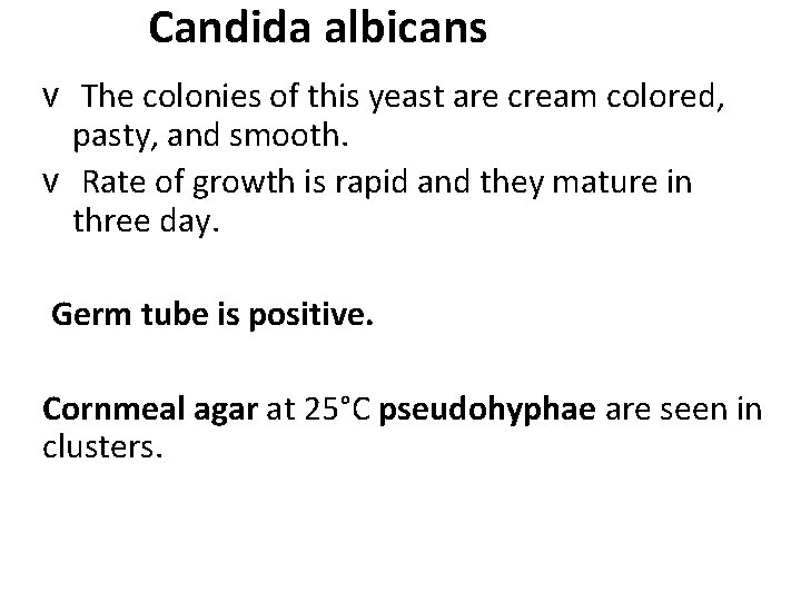 Candida albicans v The colonies of this yeast are cream colored, pasty, and smooth.