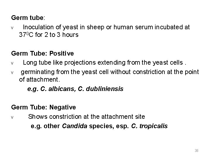 Germ tube: v Inoculation of yeast in sheep or human serum incubated at 370