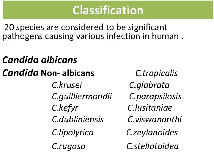 Classification 20 species are considered to be significant pathogens causing various infection in human.