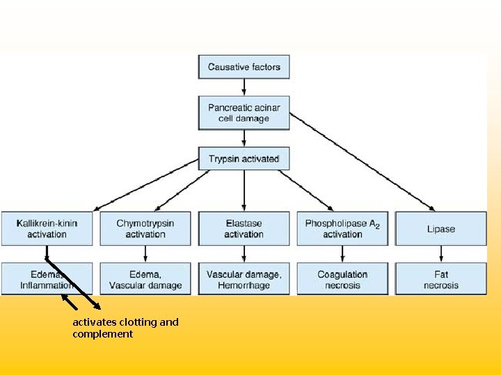 activates clotting and complement 