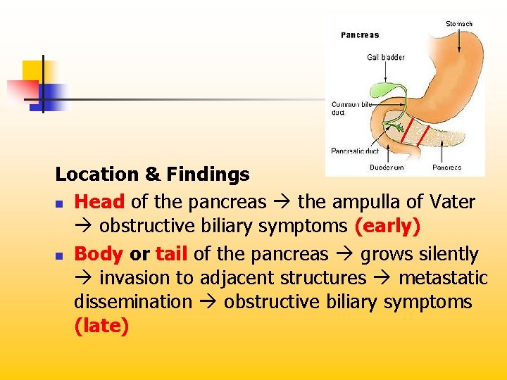 Location & Findings n Head of the pancreas the ampulla of Vater obstructive biliary