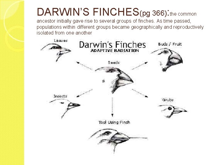 DARWIN’S FINCHES(pg 366): the common ancestor initially gave rise to several groups of finches.