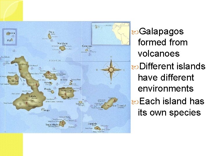  Galapagos formed from volcanoes Different islands have different environments Each island has its