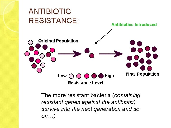 ANTIBIOTIC RESISTANCE: Antibiotics Introduced The more resistant bacteria (containing resistant genes against the antibiotic)