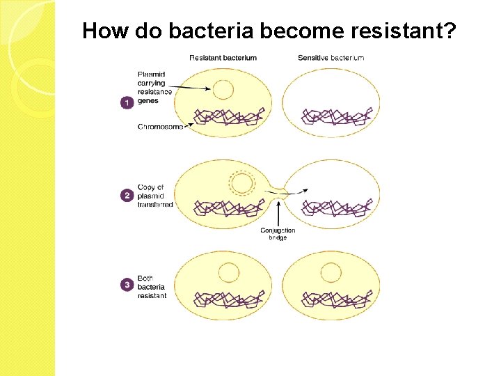 How do bacteria become resistant? 