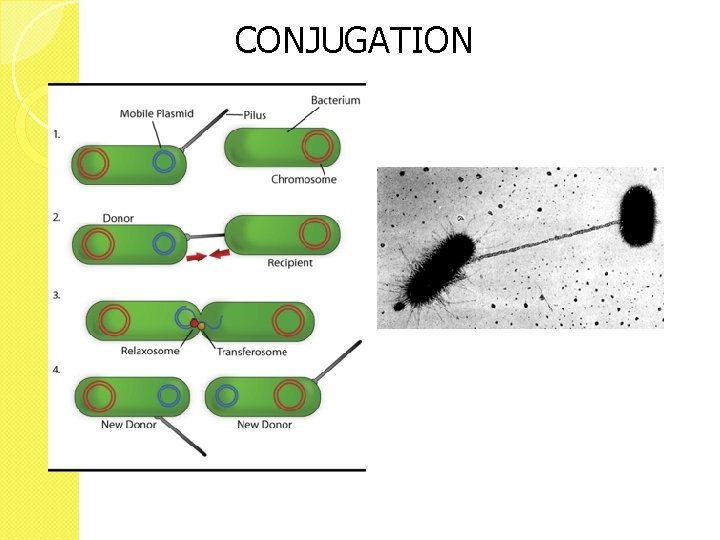 CONJUGATION 