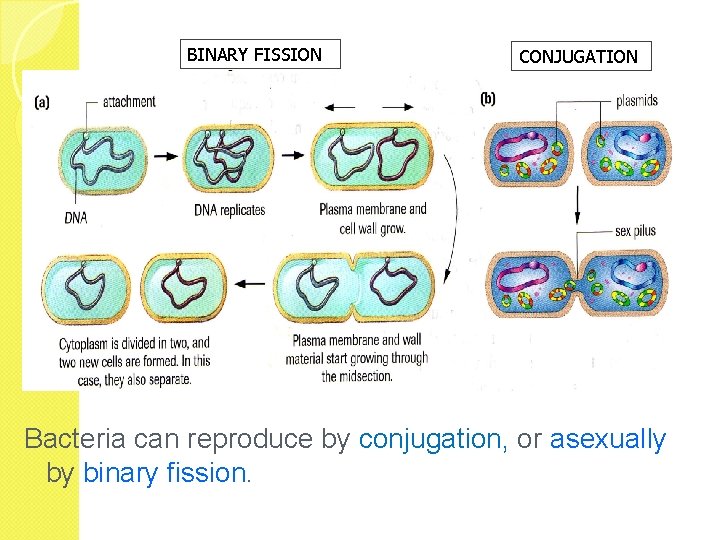 BINARY FISSION CONJUGATION Bacteria can reproduce by conjugation, or asexually by binary fission. 