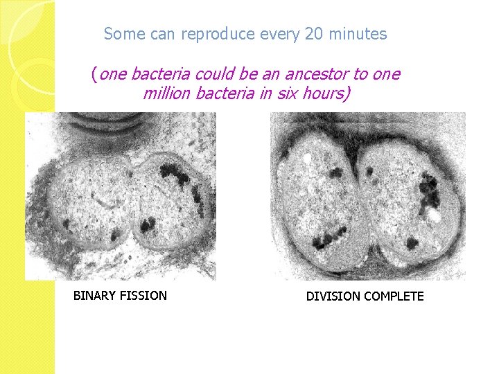 Some can reproduce every 20 minutes (one bacteria could be an ancestor to one