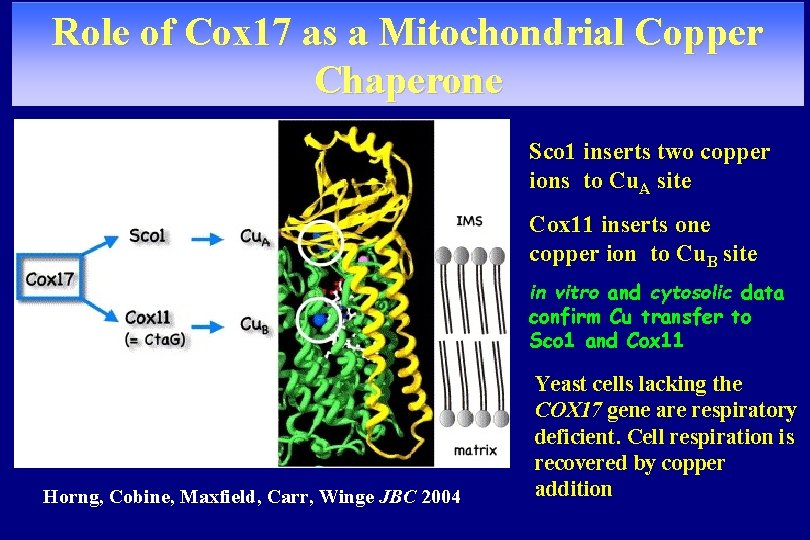 Role of Cox 17 as a Mitochondrial Copper Chaperone Sco 1 inserts two copper