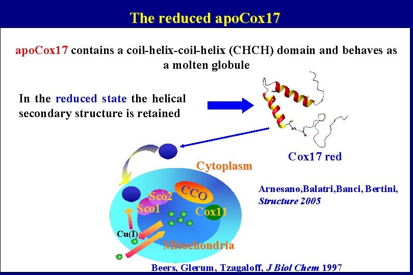 The reduced apo. Cox 17 contains a coil-helix-coil-helix (CHCH) domain and behaves as a