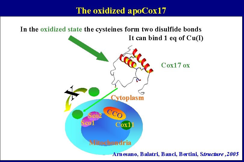 The oxidized apo. Cox 17 In the oxidized state the cysteines form two disulfide