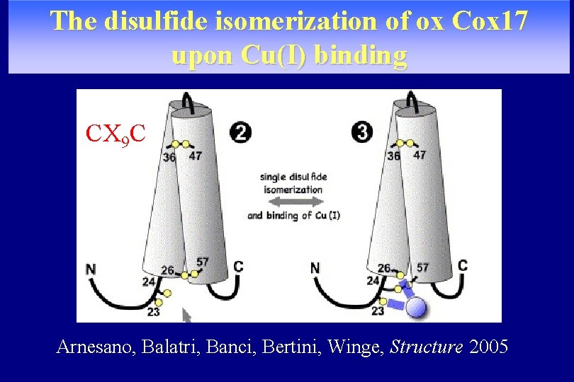 The disulfide isomerization of ox Cox 17 upon Cu(I) binding CX 9 C Arnesano,