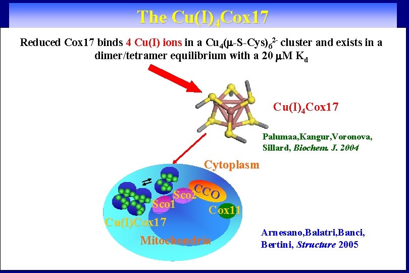 The Cu(I)4 Cox 17 Reduced Cox 17 binds 4 Cu(I) ions in a Cu