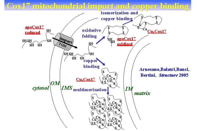 Cox 17 mitochondrial import and copper binding isomerization and copper binding apo. Cox 17