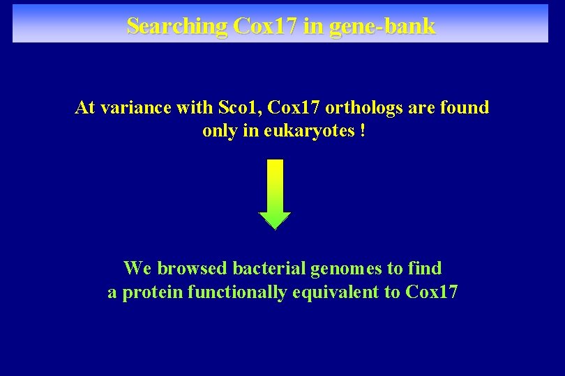Searching Cox 17 in gene-bank At variance with Sco 1, Cox 17 orthologs are