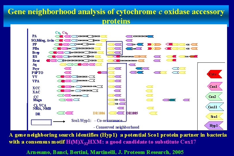 Gene neighborhood analysis of cytochrome c oxidase accessory proteins PA SO, Mdeg, Avin PP