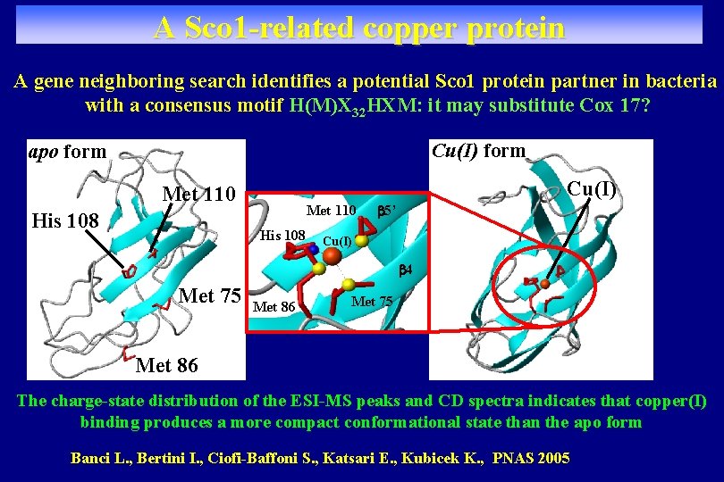 A Sco 1 -related copper protein A gene neighboring search identifies a potential Sco