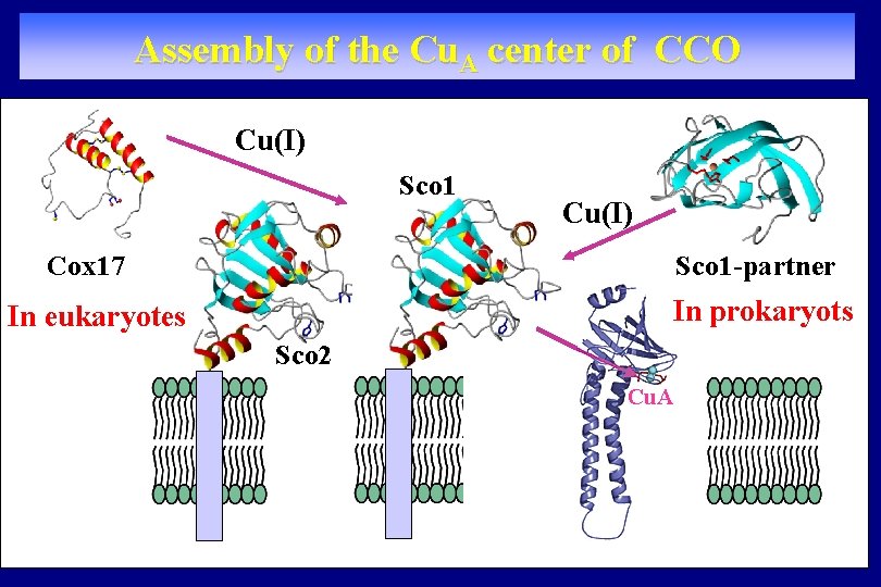 Assembly of the Cu. A center of CCO Cu(I) Sco 1 -partner Cox 17