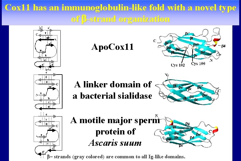 Cox 11 has an immunoglobulin-like fold with a novel type of -strand organization Apo.