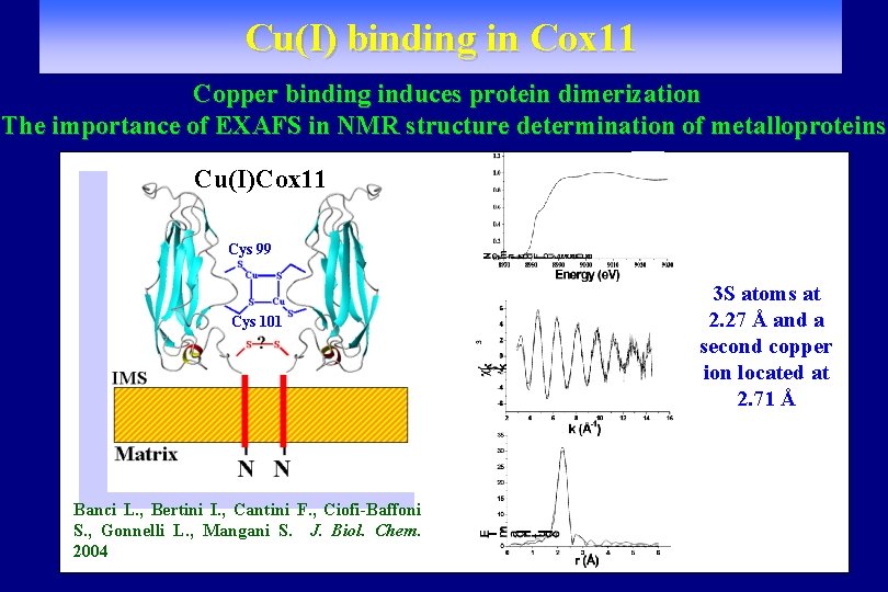 Cu(I) binding in Cox 11 Copper binding induces protein dimerization The importance of EXAFS