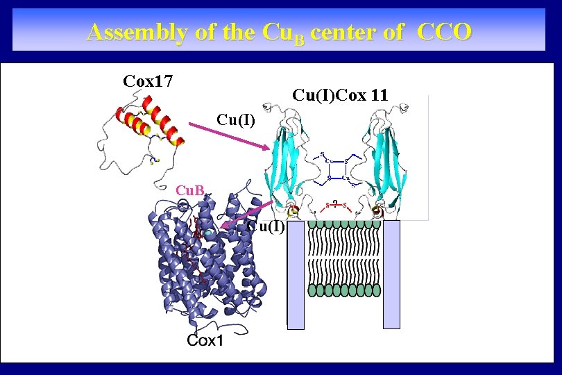 Assembly of the Cu. B center of CCO Cox 17 Cu(I)Cox 11 Cu(I) Cu.