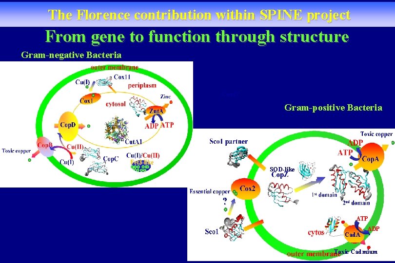 The Florence contribution within SPINE project From gene to function through structure Gram-negative Bacteria