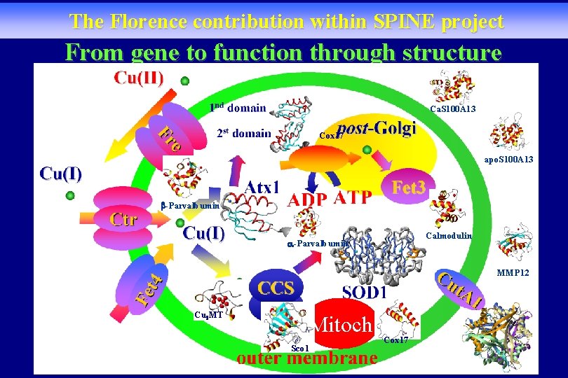 The Florence contribution within SPINE project From gene to function through structure Ca. S